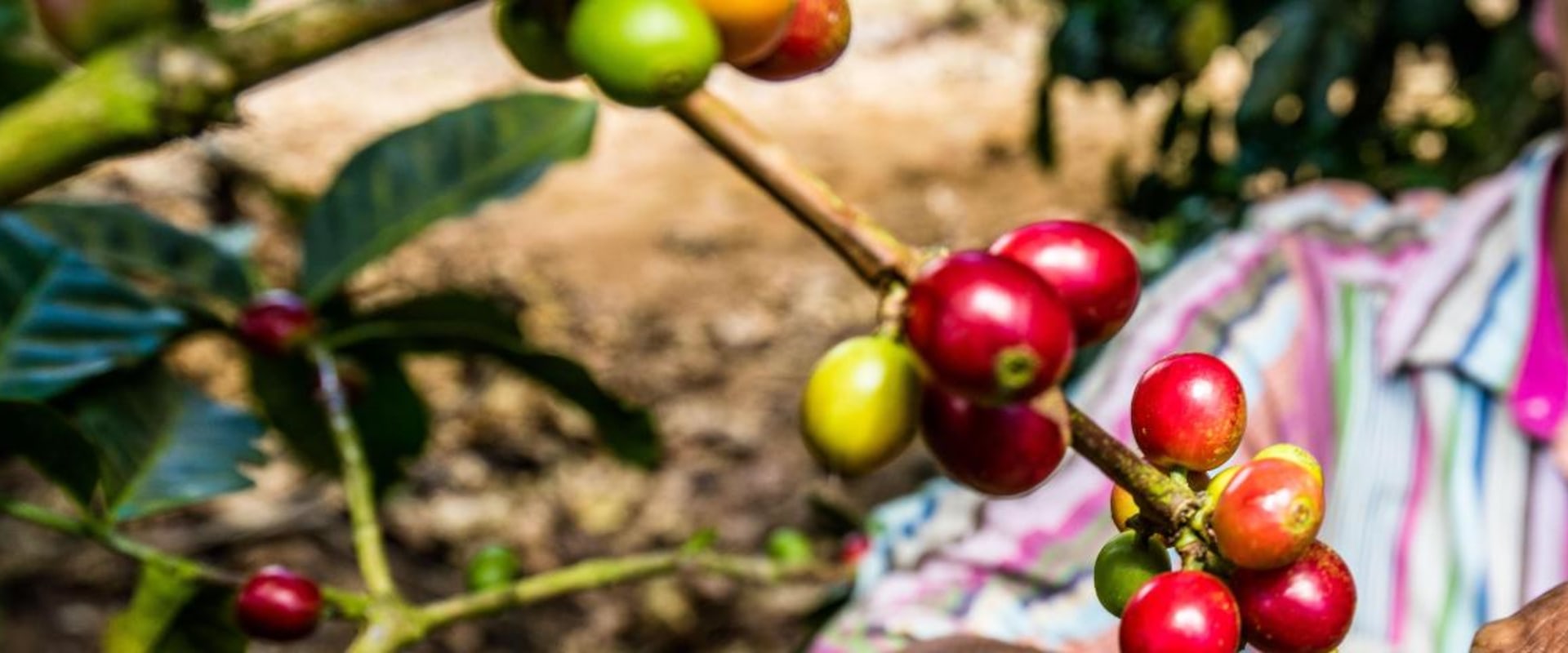 The Importance of Social Responsibility in the Coffee Industry