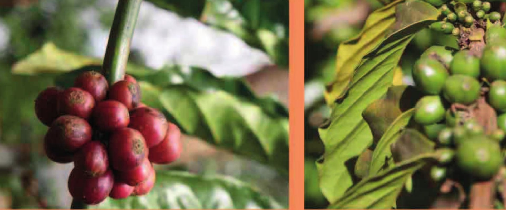 An In-Depth Look at Atlas Coffee Mills and Cultivation and Processing for Liberica Coffee Beans