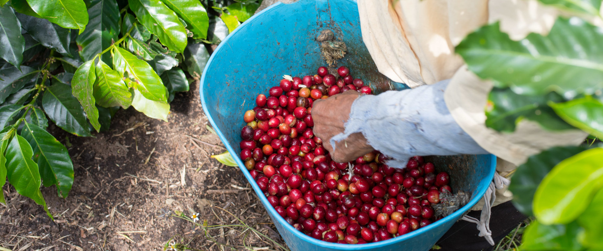 Cultivation and Processing of Robusta Coffee Beans