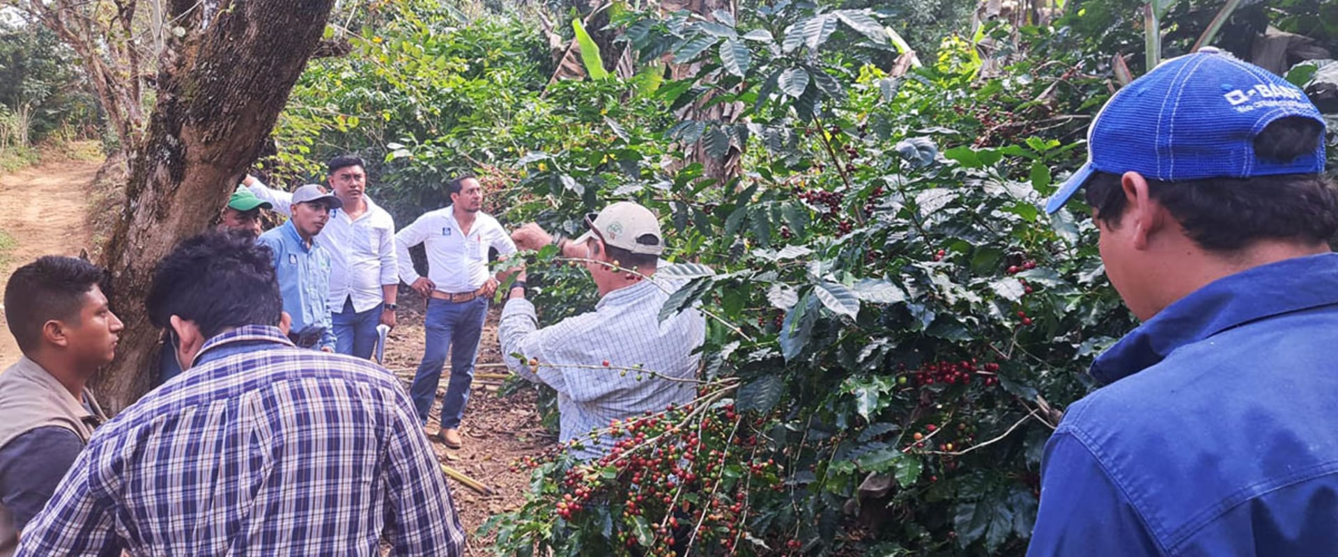 Understanding Environmental Practices for Coffee Production