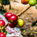 The Importance of Social Responsibility in the Coffee Industry