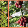 An In-Depth Look at Atlas Coffee Mills and Cultivation and Processing for Liberica Coffee Beans