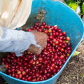 Cultivation and Processing of Robusta Coffee Beans