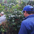 Understanding Environmental Practices for Coffee Production