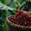 Exploring the Origins of Liberica Coffee Beans