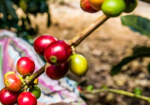 The Importance of Social Responsibility in the Coffee Industry