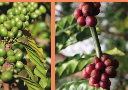 An In-Depth Look at Atlas Coffee Mills and Cultivation and Processing for Liberica Coffee Beans