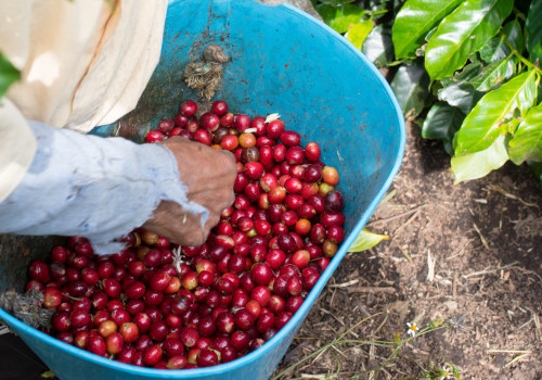 Cultivation and Processing of Robusta Coffee Beans