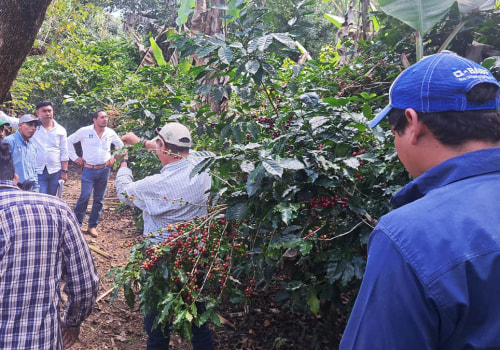 Understanding Environmental Practices for Coffee Production