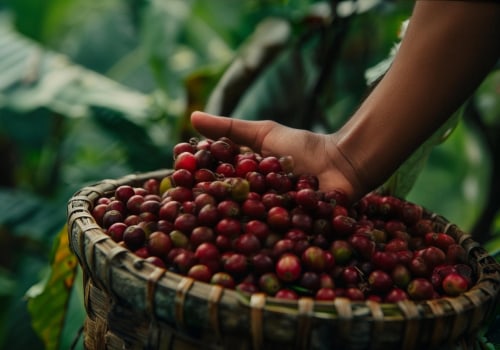 Exploring the Origins of Liberica Coffee Beans